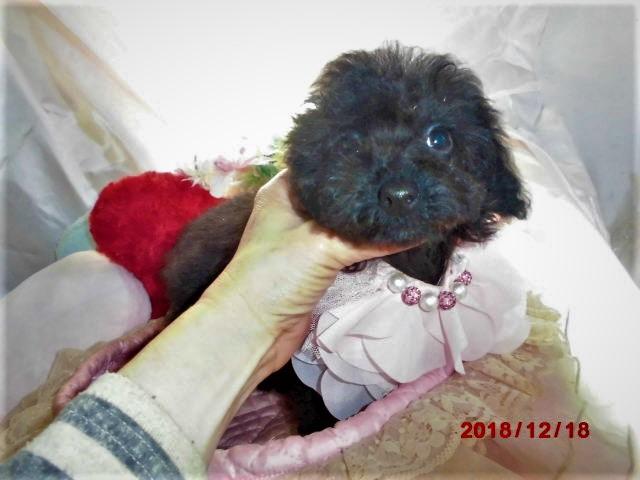 トイプードルタイニーサイズプードル