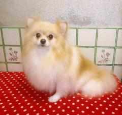 ラナ(八尾市)ポメラニアン・プードル子犬