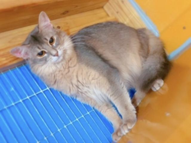 ソマリ☆里親募集☆