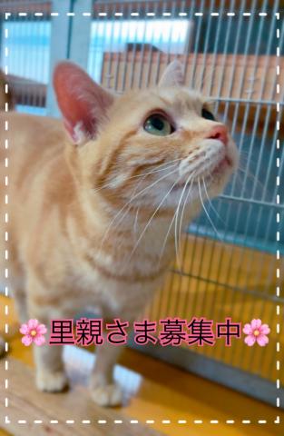アメリカンショートヘアー☆里親募集☆