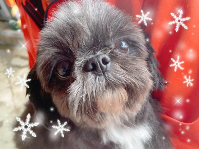 MIX☆里親募集☆