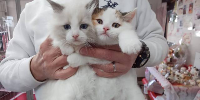 スコティッシュフォールド