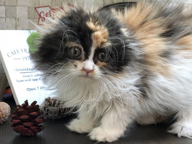 スコティッシュフォールド