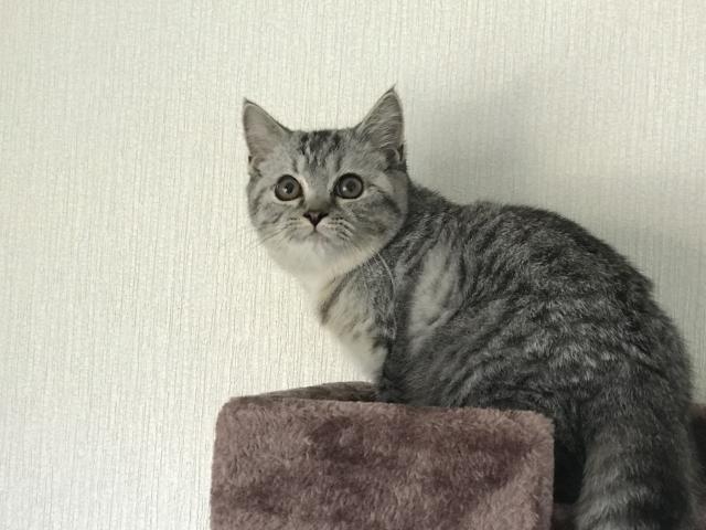マンチカン足長