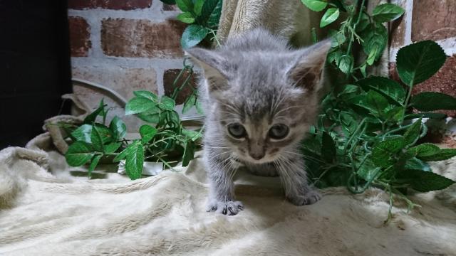 スコティッシュフォールド