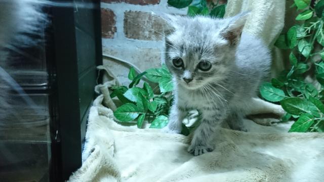 スコティッシュフォールド