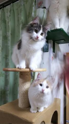 ノルウェージャンフォレストキャット