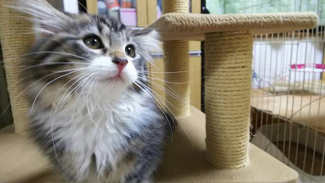 ノルウェージャンフォレストキャット