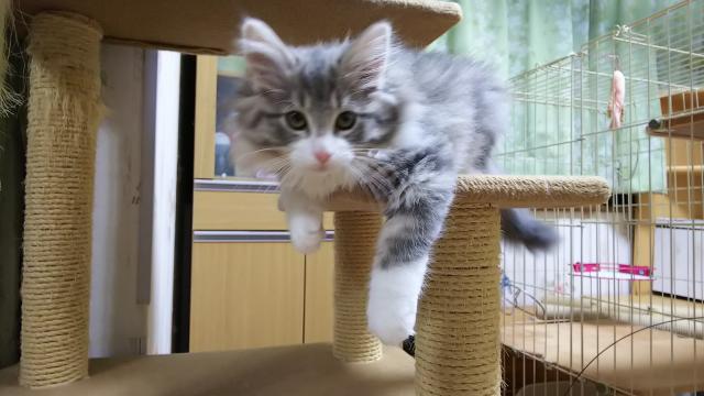 ノルウェージャンフォレストキャット