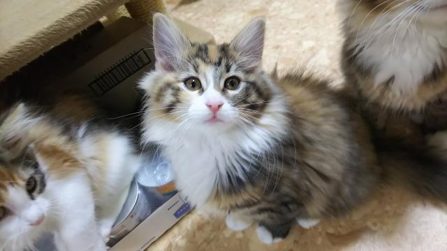 ノルウェージャンフォレストキャット