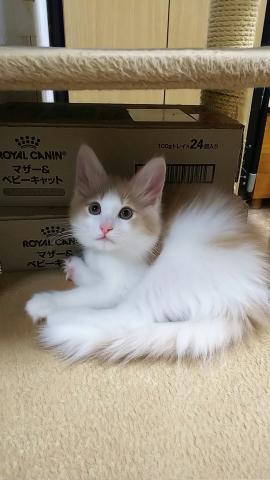 ノルウェージャンフォレストキャット