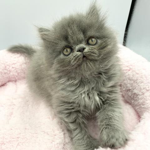 エキゾチックロングヘアー