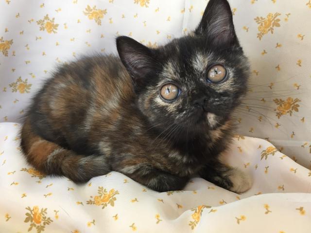 エキゾチックショートヘアー