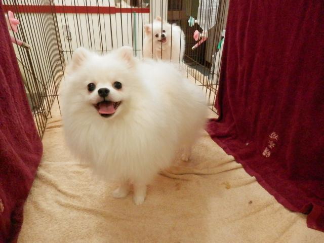 ポメラニアン