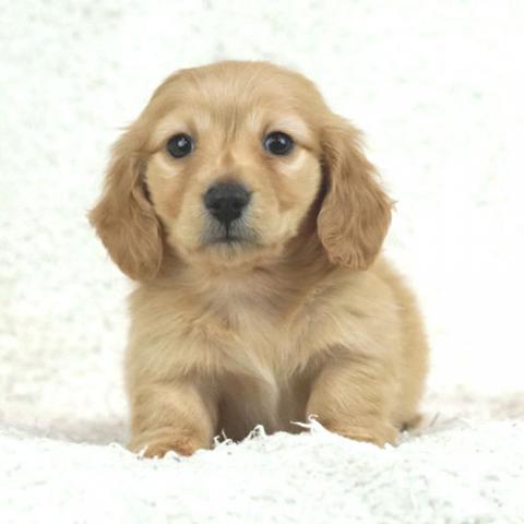 ミニチュアダックスフンド