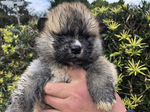 秋田犬 マイケル子犬直販