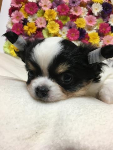 チワワ（ロングコート）