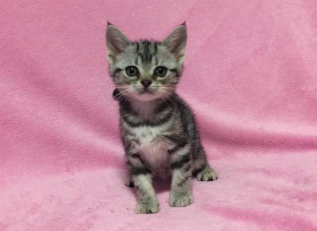 アメリカンショートヘアー