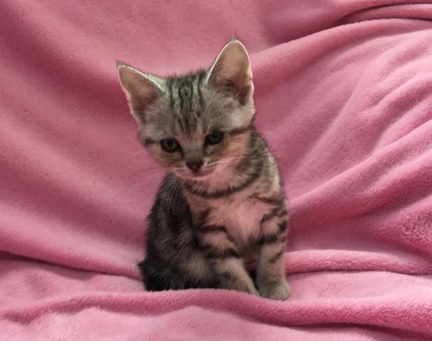 アメリカンショートヘアー