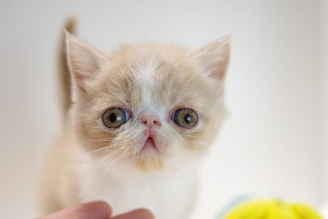 エキゾチックショートヘアー