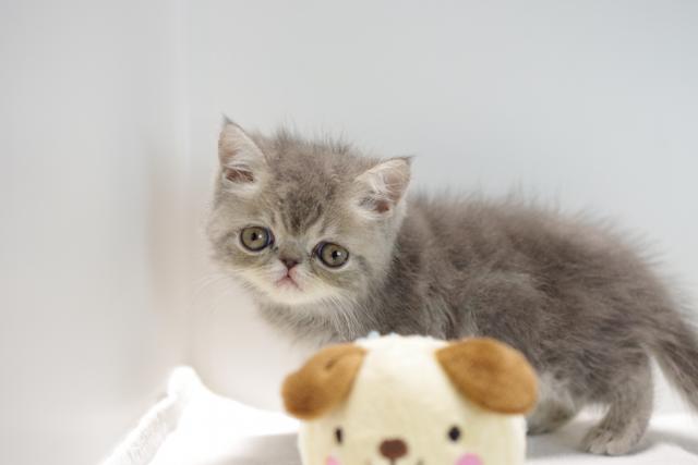 エキゾチックショートヘアー