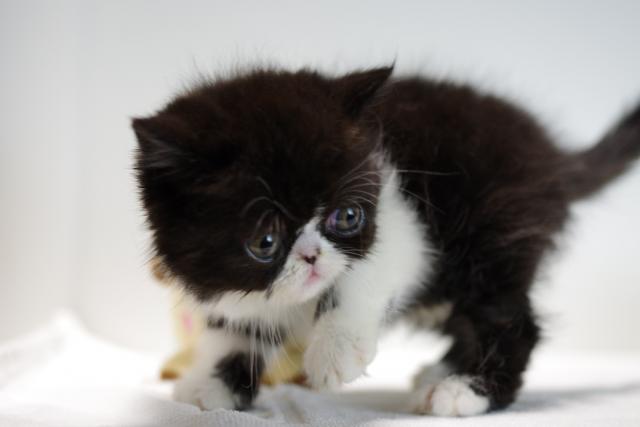 エキゾチックショートヘアー