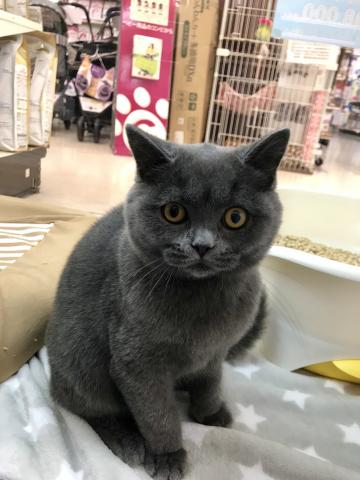 ブリティッシュショートヘア