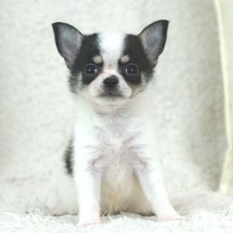 チワワ（ロングコート）