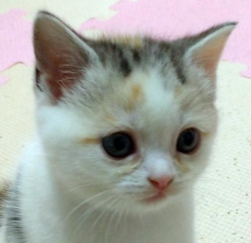 スコティッシュフォールド