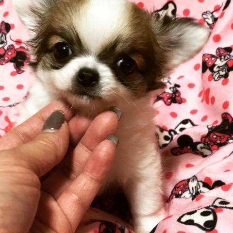 チワワ（ロングコート）