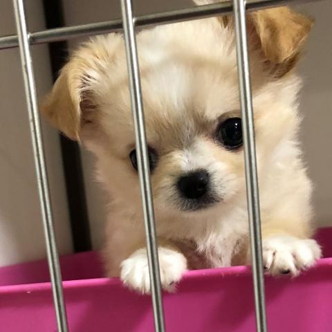 チワワ(ロングコート)