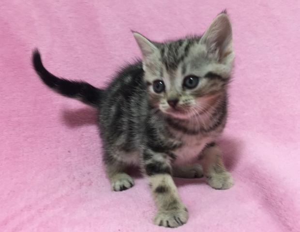 アメリカンショートヘアー