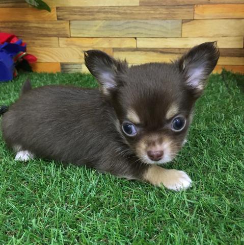 チワワ(ロングコート)