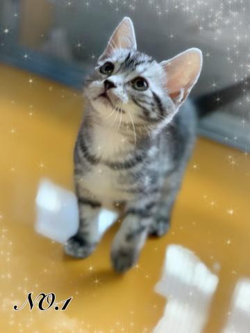 アメリカンショートヘアー