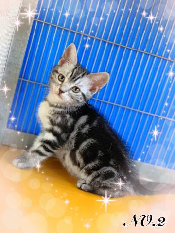 アメリカンショートヘアー