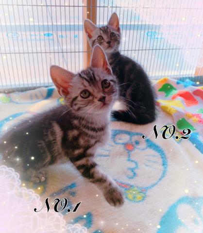 アメリカンショートヘアー