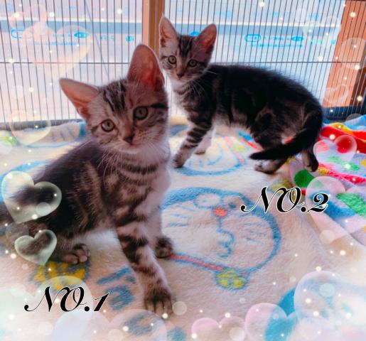 アメリカンショートヘアー