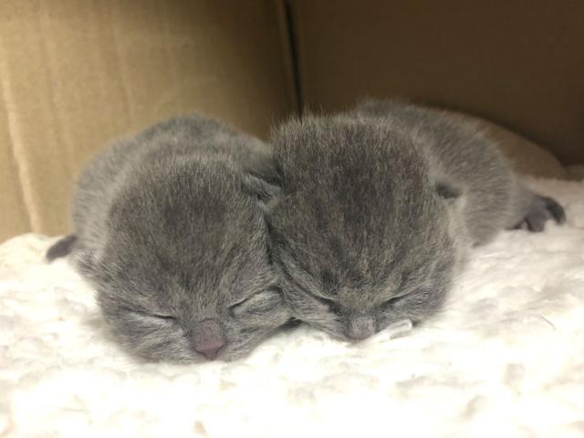 ブリティッシュショートヘア