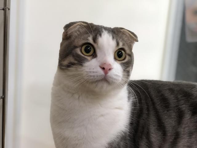 スコティッシュフォールド