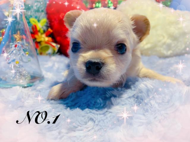 チワワ（ロングコート）