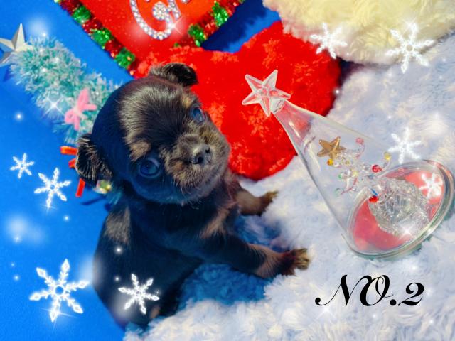 チワワ（ロングコート）