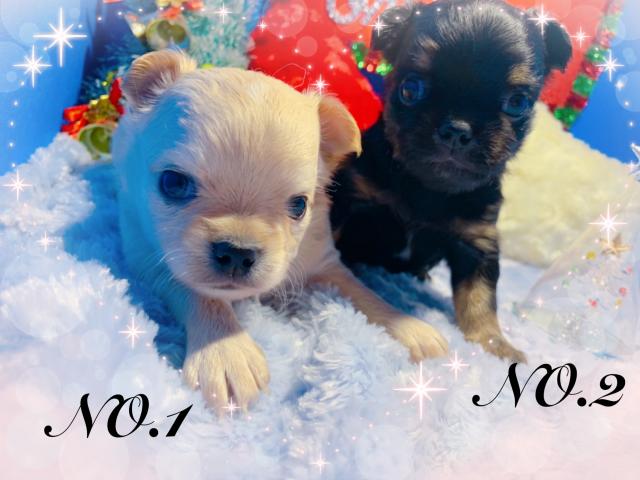 チワワ（ロングコート）