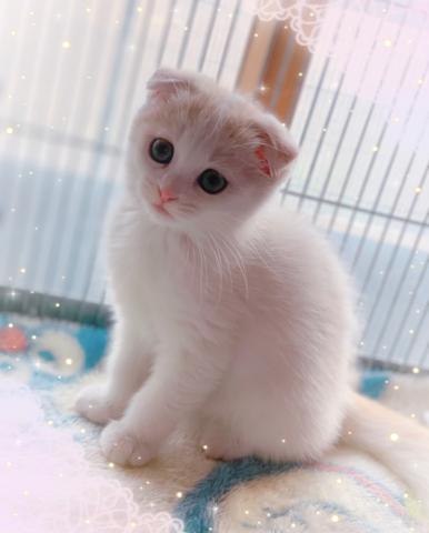スコティッシュフォールド折れ耳