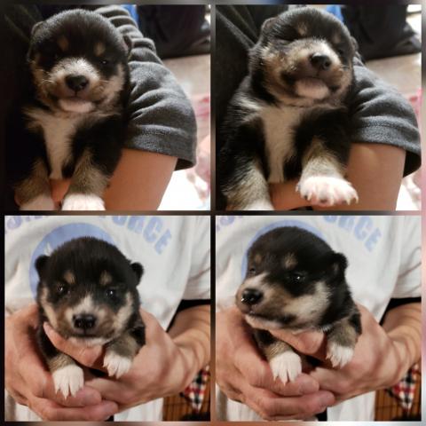 柴犬