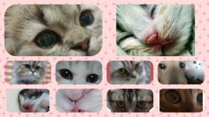 nekoboshi猫星