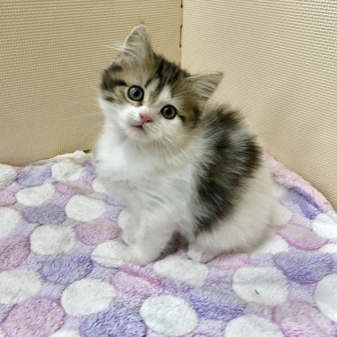 マンチカン