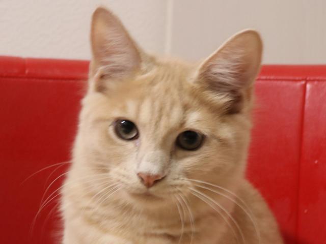 スコティッシュフォールド