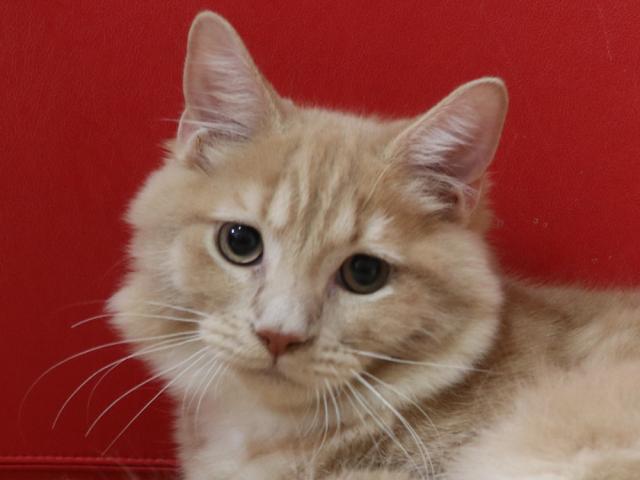 スコティッシュフォールド