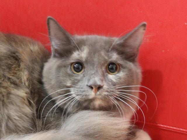 スコティッシュフォールド