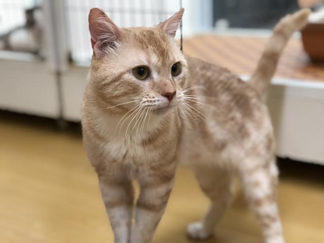 アメリカンショートヘアー